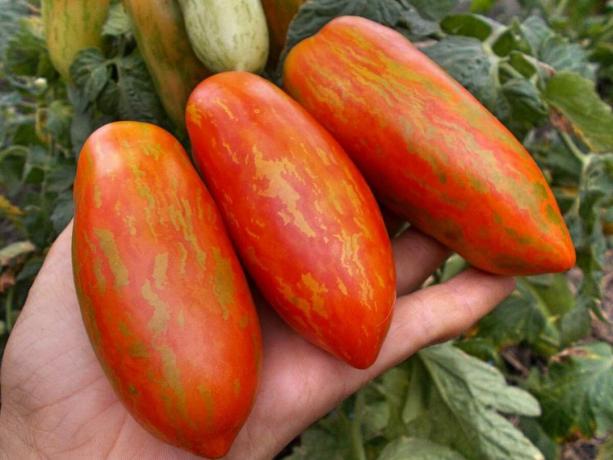 Tre varianter av tidlige tomater, som vil sikkert overraske deg med sin unikhet og produktivitet (del 4)