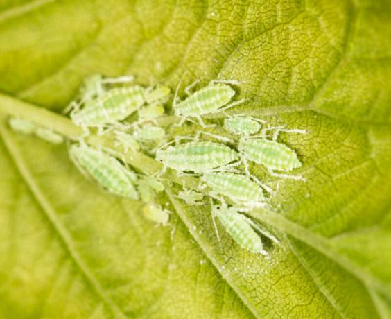 Maur ernærer seg av et klebrig stoff som forlater koloni av bladlus på stilker og blader. Illustrasjon for en artikkel brukes for en standard lisens © ofazende.ru