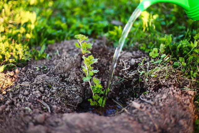 Planting stikkelsbær. Illustrasjon for en artikkel brukes for en standard lisens © ofazende.ru