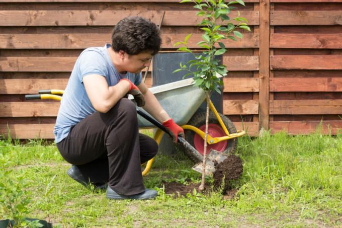 10 grunner til at plantene ikke rot i hagen din