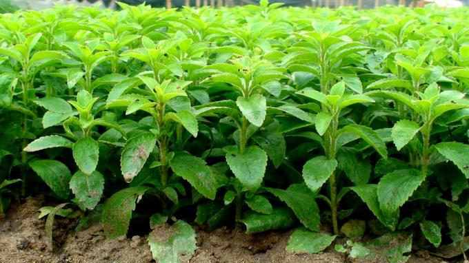 Stevia - søt healer på nettstedet ditt, og hvorfor det er så populært blant de som ser på deres helse