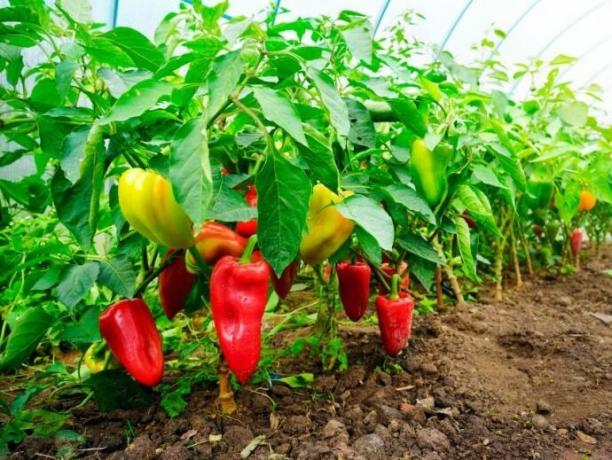 Paprika - min hemmeligheter planting og voksende