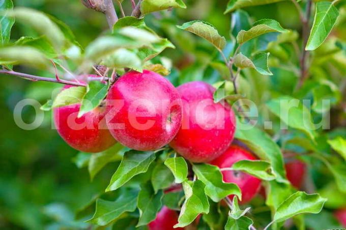 Epler på en ung epletre. Illustrasjon for en artikkel brukes for en standard lisens © ofazende.ru