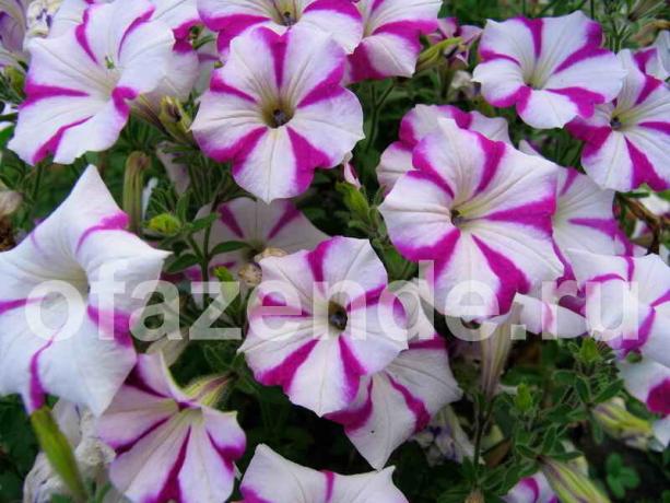 Knip petunia for sin nydelige blomst