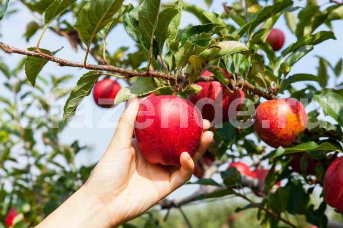 Økende epletrær. Illustrasjon for en artikkel brukes for en standard lisens © ofazende.ru