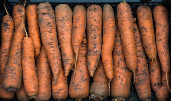 5 feil ved lagring av gulrøtter: hvordan å ikke miste innhøstingen