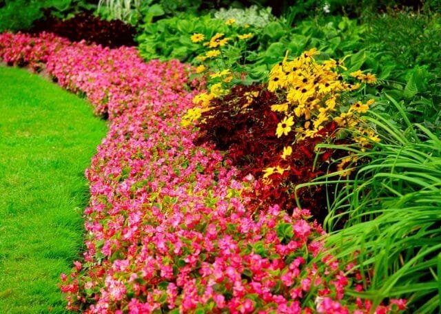 Stauder - blomster for alle årstider: Tips gartnere