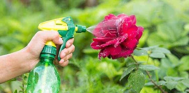Folks oppskrift som hjalp kvitte rosebusker fra bladlus