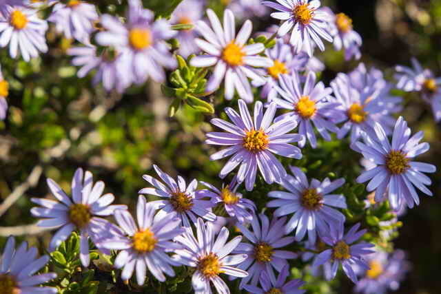 Blå blomsterstander (Foto brukes under standard lisens © ofazende.ru)