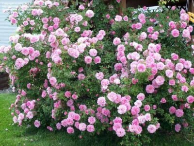 Roses kanadisk utvalg under blomstring