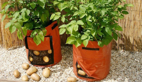 Planting poteter i poser: en ny teknologi eller bortkastet tid?