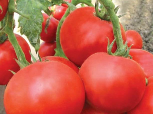 De fleste tidlige varianter av tomater: typer og beskrivelser