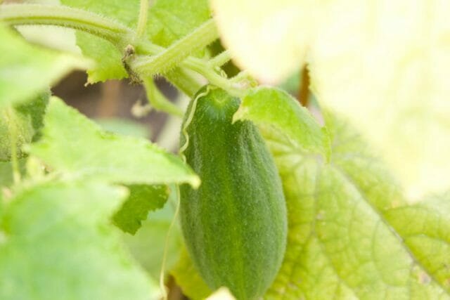 Hvorfor kurver agurker vokser: de mulige årsakene til måter å løse problemer og anbefalinger