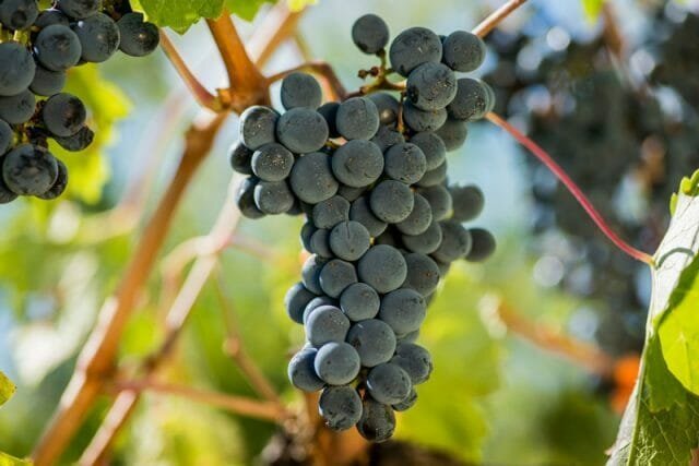 Grape nektar er forberedt hjemme og i vingård, for å være velsmakende og velduftende