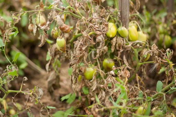 Sykdom av tomater i drivhus