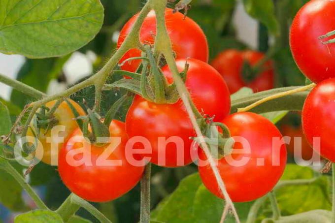 Tomater på en gren. Illustrasjon for en artikkel brukes for en standard lisens © ofazende.ru