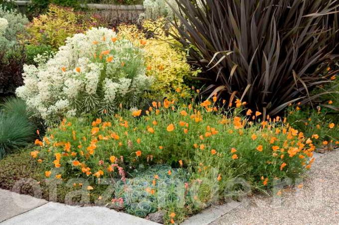 Lite krevende eviggrønne planter i hagen din: tips til gartnere