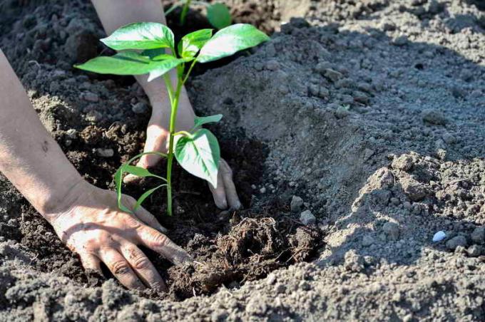 Planting pepper frøplanter. Illustrasjon for en artikkel brukes for en standard lisens © ofazende.ru