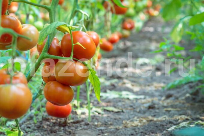 Tomater. Illustrasjon for en artikkel brukes for en standard lisens © ofazende.ru