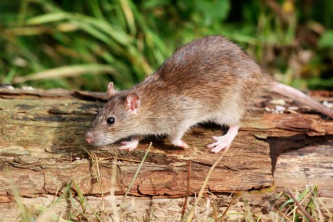 10 ideer om hvordan å bli kvitt mus i et hus på landet (de bare påvist hjelp!)