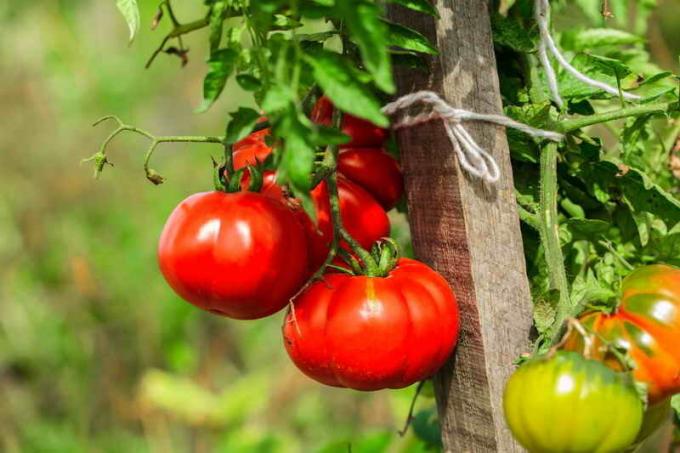 Tørr lov "for tomater (Kazarina metode)