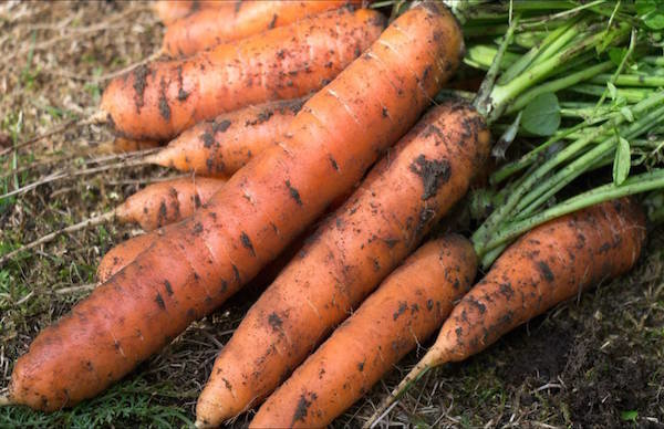 5 gulrøtter sådd før vinteren bugs: hvordan å ikke miste innhøstingen