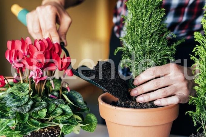 Omsorg for planter. Illustrasjon for en artikkel brukes for en standard lisens © ofazende.ru