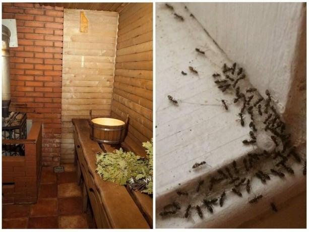 Hvordan vise maur ut av badet og for å hindre gjentakelse: utprøvde metoder