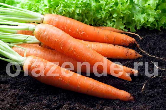 Høste gulrøtter. Illustrasjon for en artikkel brukes for en standard lisens © ofazende.ru