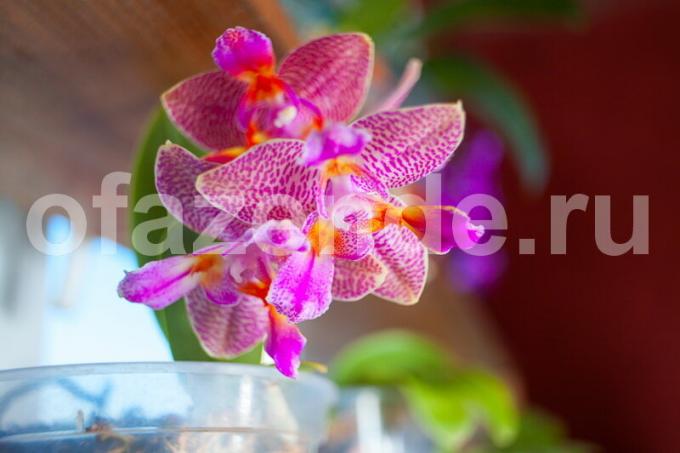 Økende orkideer. Illustrasjon for en artikkel brukes for en standard lisens © ofazende.ru