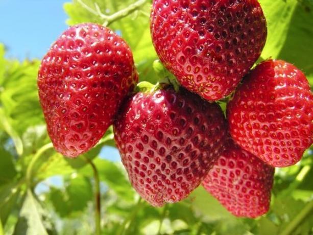 Hvordan ta vare på jordbær som var en god avling