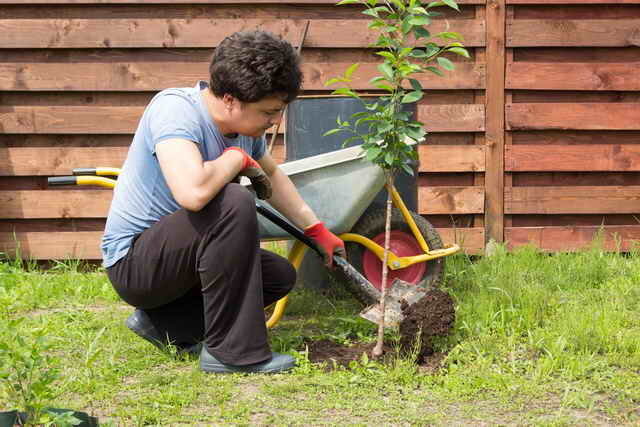 Planting unge kirsebær. Illustrasjon for en artikkel brukes for en standard lisens © ofazende.ru