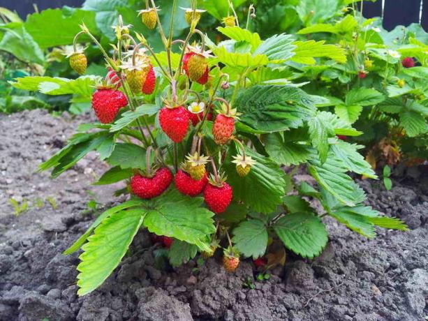 Hvordan plante jordbær - 4 planting metode