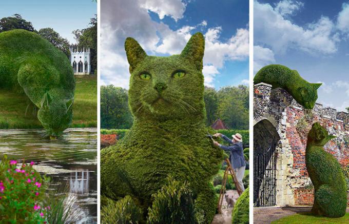 Katter i engelsk park: Hvorfor den enorme beskjæres busker vakte oppsikt på internett