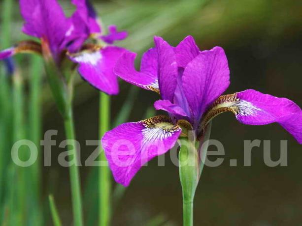 Bruke iris i hagen landskapet design