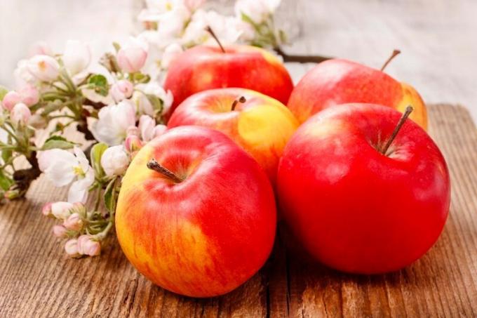 Planting og stell av søyle epletre