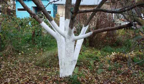 En prosedyre som hjelper frukttrær lettere å overleve vinteren