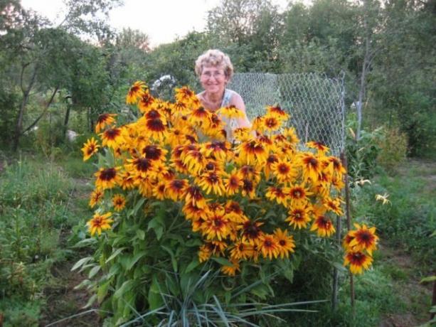 Lys og rudbeckia i en hage