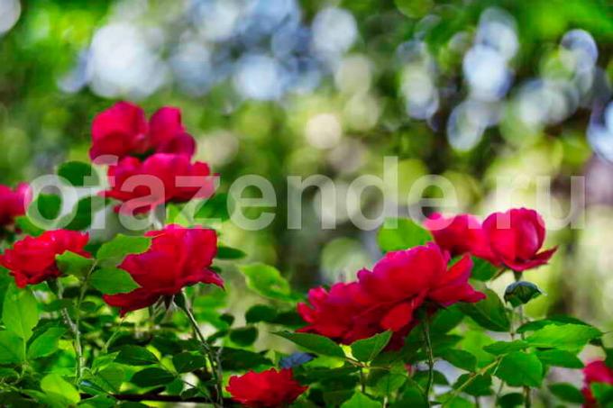 Bush blomstrende roser. Illustrasjon for en artikkel brukes for en standard lisens © ofazende.ru