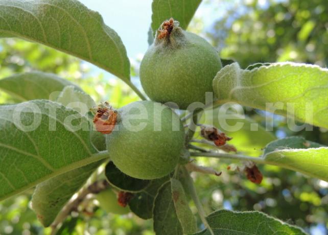 Eggstokk epler på en gren. Illustrasjon for en artikkel brukes for en standard lisens © ofazende.ru