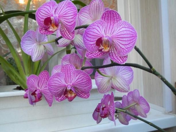 Hva å gjøre med peduncle orkide etter blomstring for å neste kommer raskere