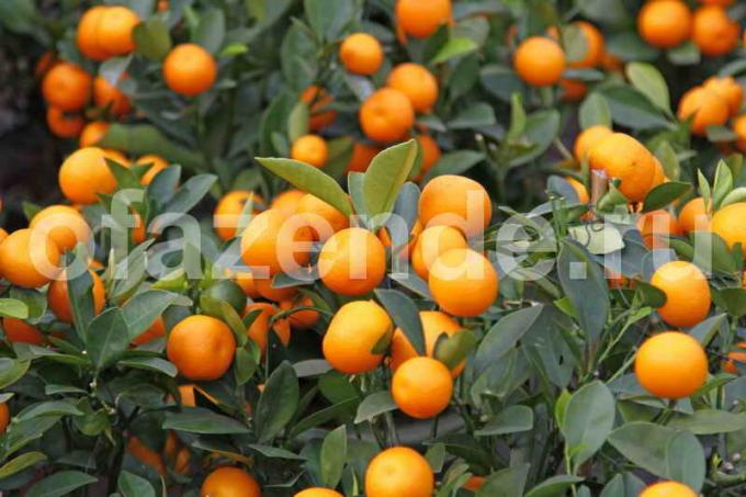 Økende mandarin treet. Illustrasjon for en artikkel brukes for en standard lisens © ofazende.ru