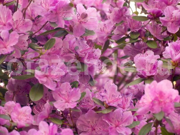 Økende rhododendron. Illustrasjon for en artikkel brukes for en standard lisens © ofazende.ru