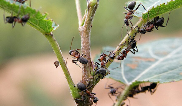 Bli kvitt maur som bruker ammoniakk